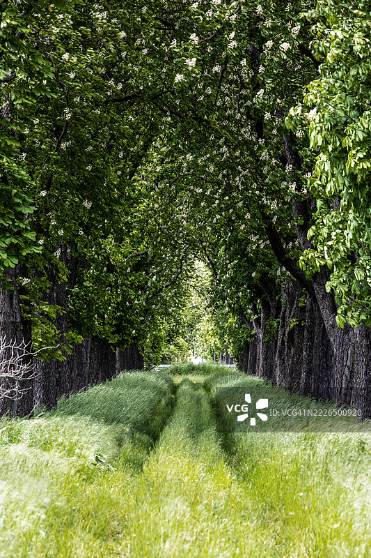 森林中树木间的杂草丛生的道路图片素材