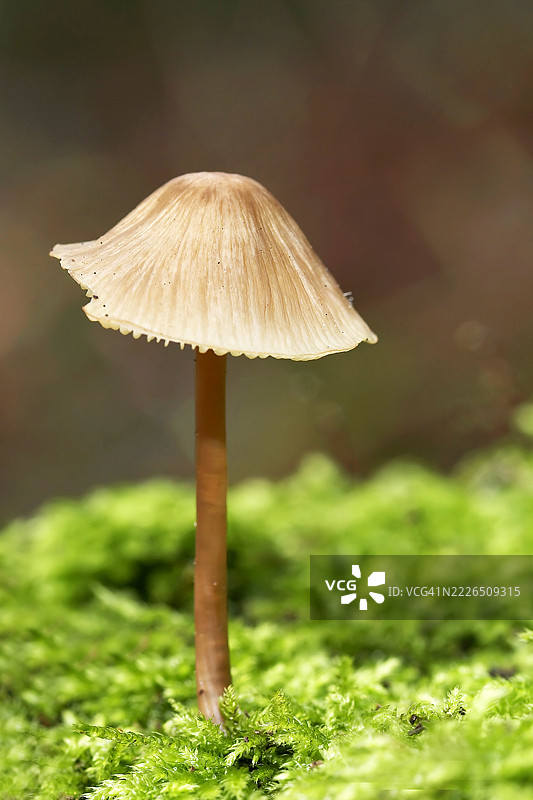 一朵蘑菇生长在苔藓覆盖的树干上图片素材