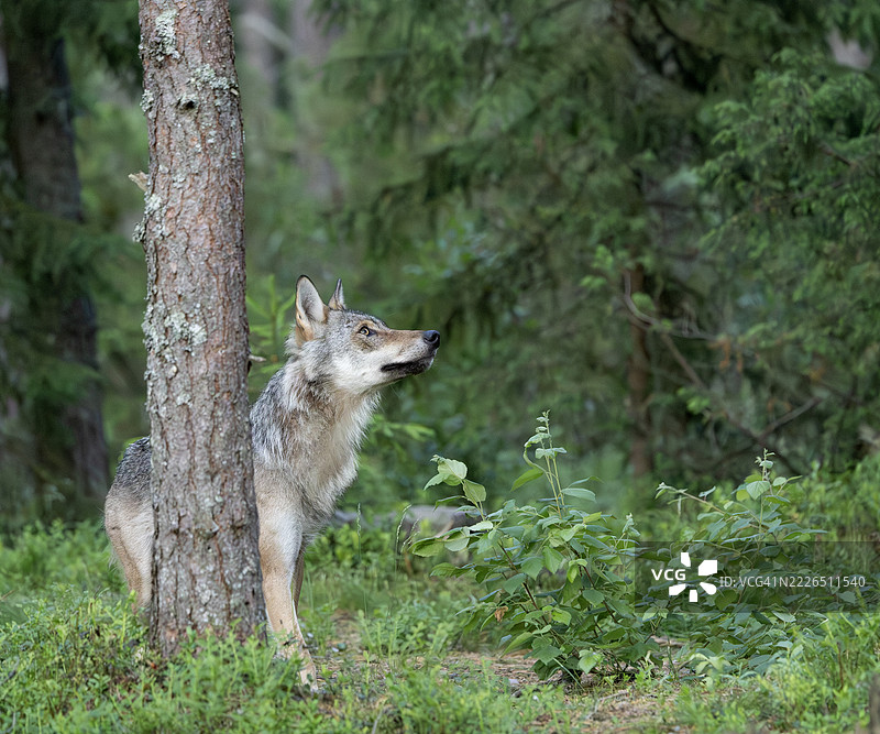 一只年轻、野性的灰狼，学名：Canis lupus：芬兰图片素材