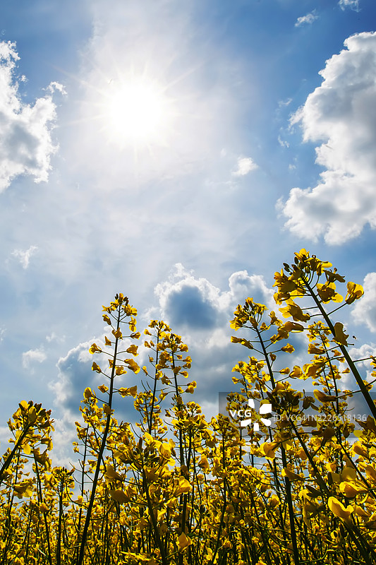 油菜花田在蓝天明媚的阳光下图片素材
