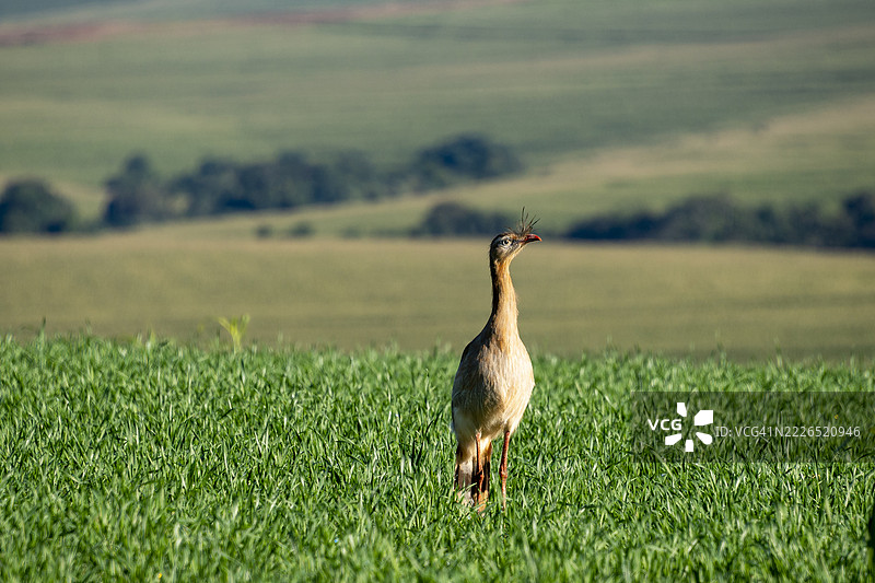 西里埃马鸟图片素材