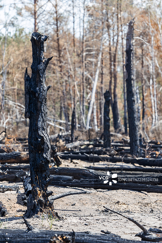 大森林火灾后烧焦的树木和树干图片素材