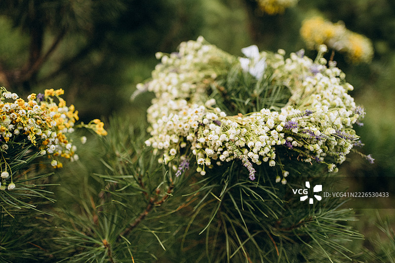 精致的白色花朵悬挂在松树枝上图片素材