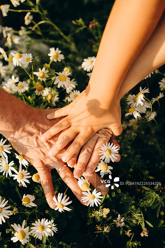 一家人在雏菊花田中手牵手，象征着团结与爱，花粉过敏图片素材