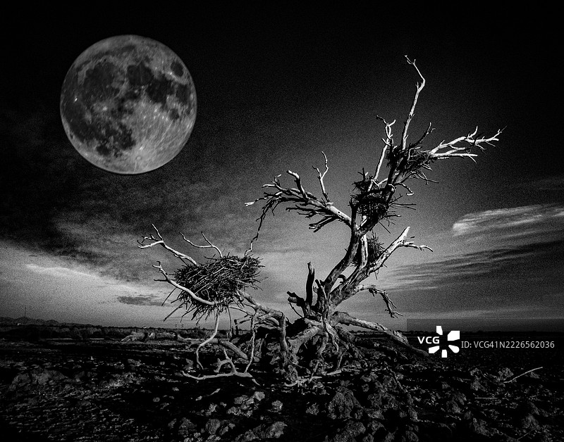 满月照耀着光秃的树木与苍鹭巢 - 合成图像图片素材