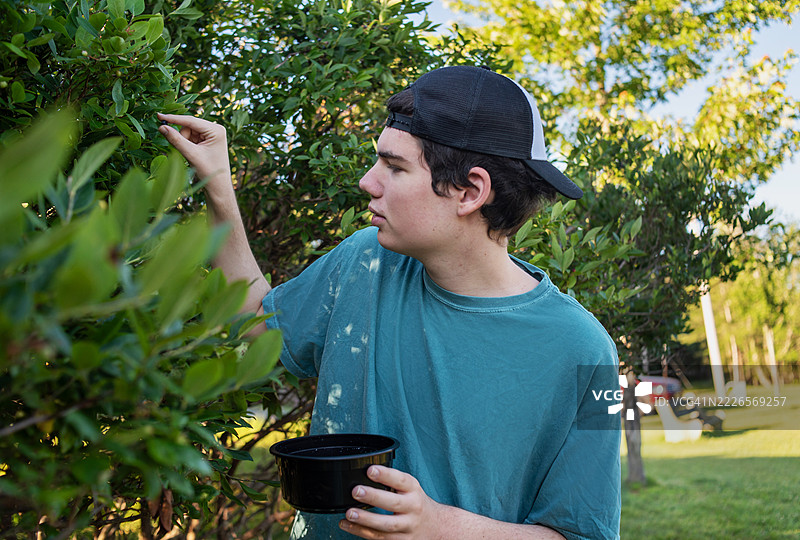 青少年在采摘浆果。19岁的自闭症年轻人在家庭外出时在湖边采集蓝莓。图片素材