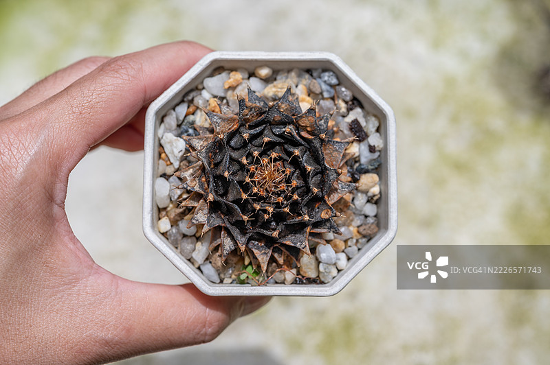 一个人手里拿着一盆死去的Obregonia denegrii仙人掌，整个被炭疽病覆盖。图片素材