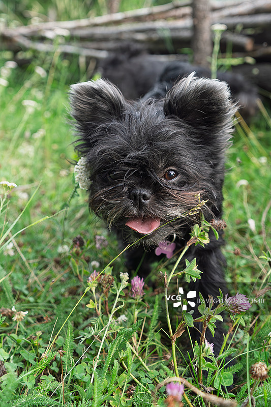阿芬瓶犬在大自然中散步。图片素材