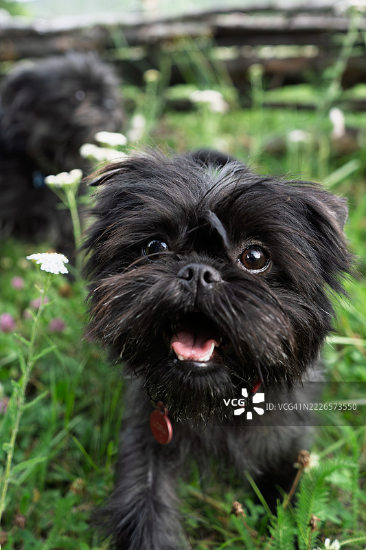 阿芬瓶犬在大自然中散步。图片素材