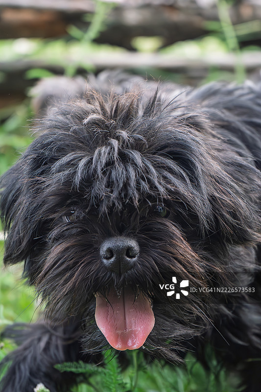 阿芬瓶犬在大自然中散步。图片素材