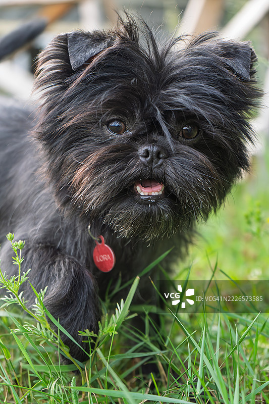 阿芬品犬在大自然中散步。图片素材