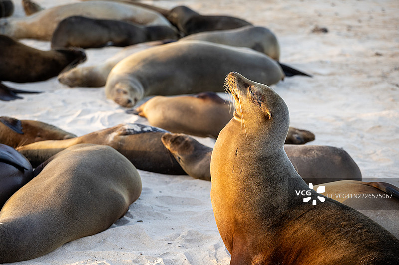 海狮拱起背部图片素材