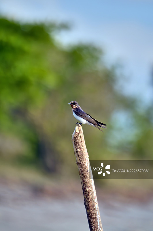 一只常见于菲律宾的小燕子栖息在一根风化的木柱上。图片素材