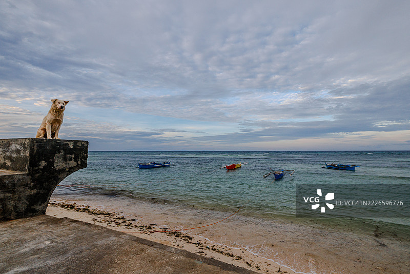一只狗在菲律宾内格罗斯岛地区的西基霍尔岛圣胡安镇的防波堤上。图片素材