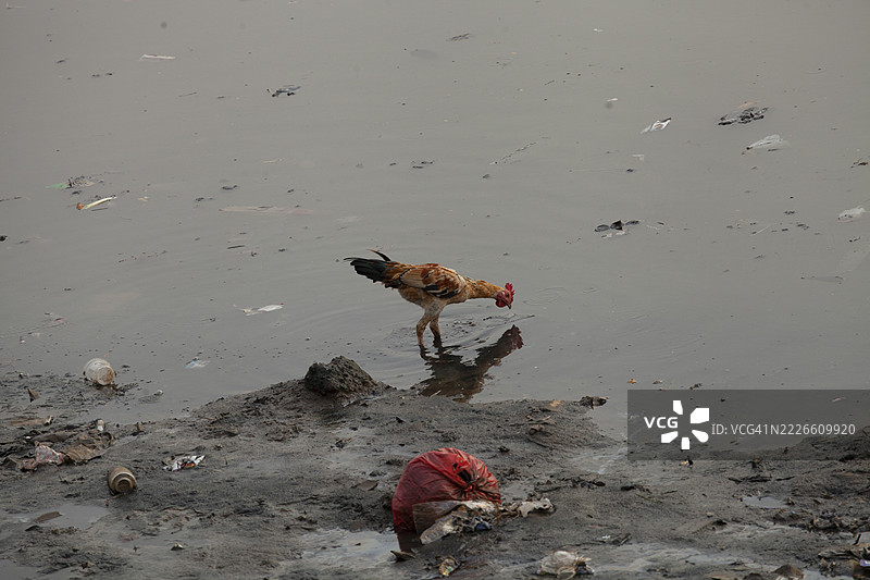 鸡在脏水中觅食图片素材