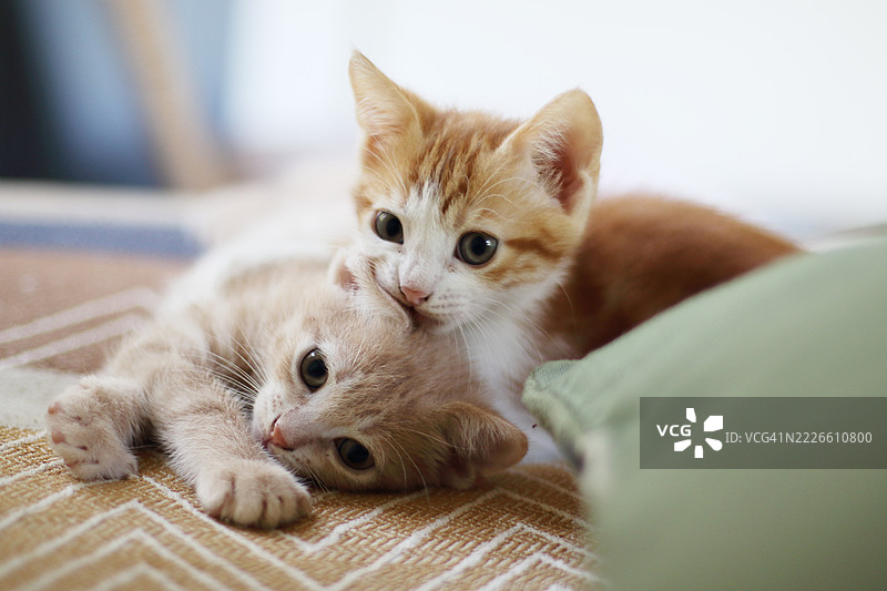 小猫的肖像图片素材