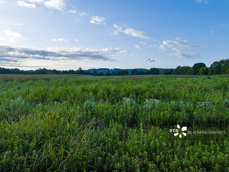夏季郁郁葱葱的绿色山谷图片素材