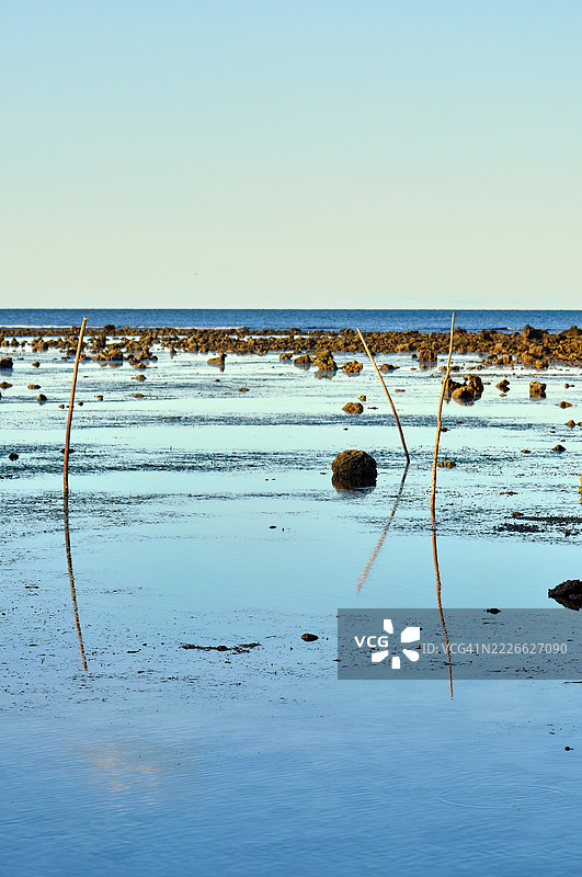 宁静的海岸场景，水面映照着细长的树枝。图片素材
