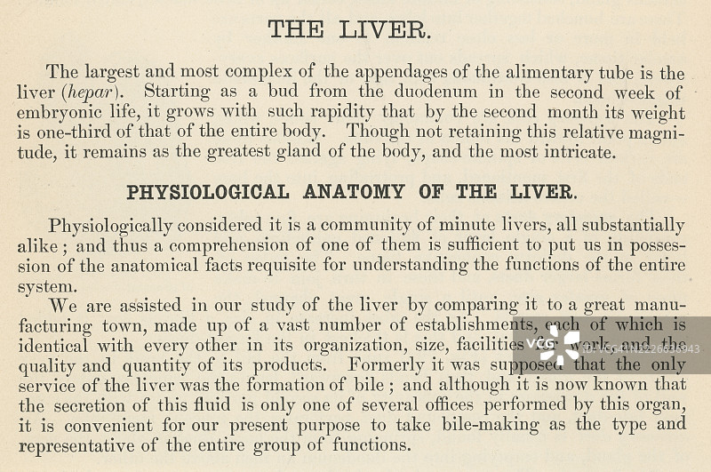 旧版雕刻插图，展示一本人体解剖书中关于肝脏的页面，主要由韧带网络、腹膜及其与周围器官和结构的连接支撑。图片素材