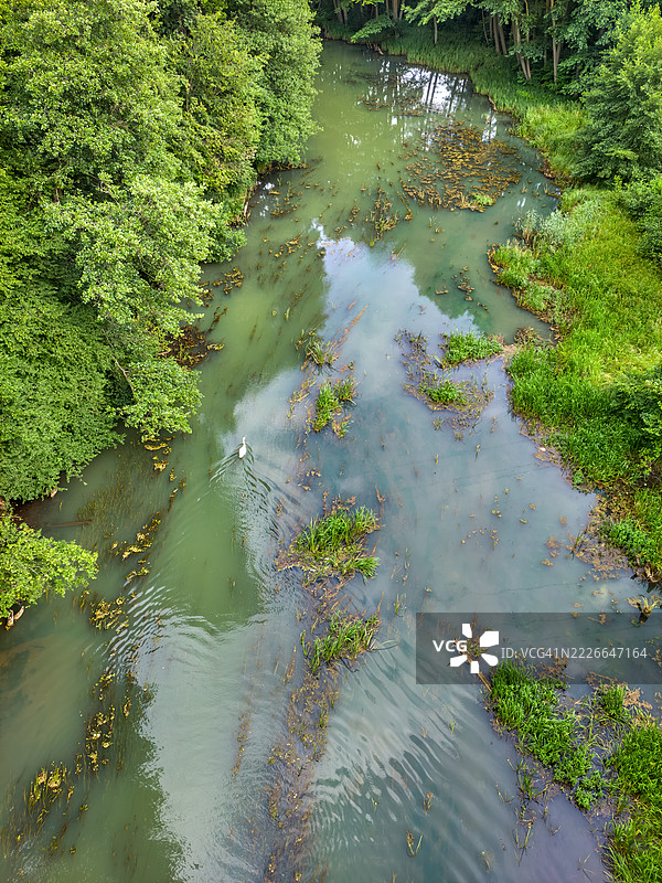 一只白天鹅在浑浊的绿色水中游泳图片素材