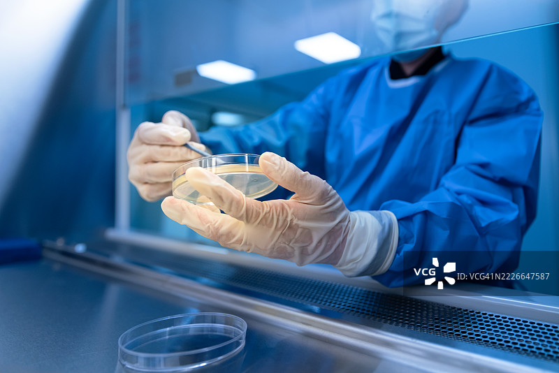 科学家在实验室的生物安全柜中进行科学实验。图片素材