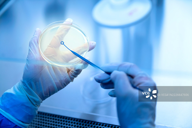 科学家在实验室的生物安全柜中进行科学实验。图片素材