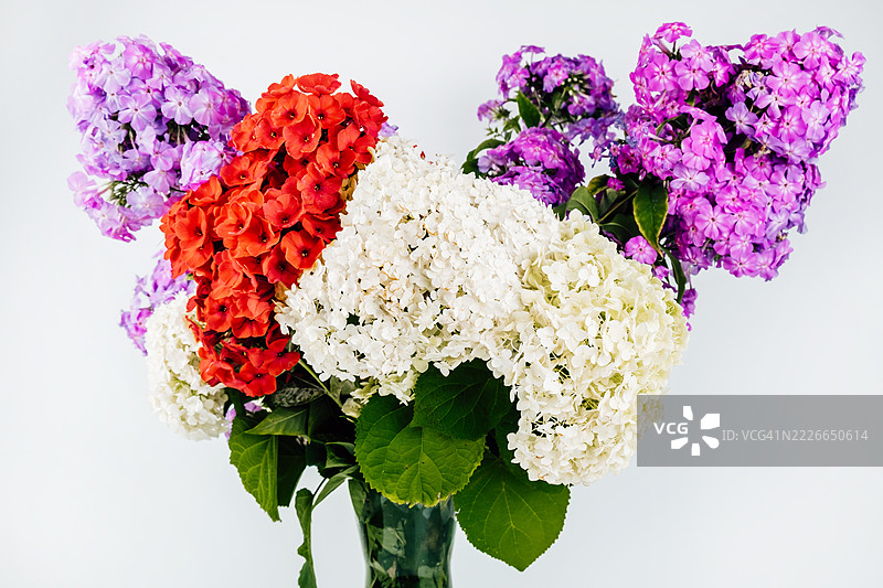 绣球花和福禄考特写，明亮的花束，留有文字空间，满幅画面。图片素材