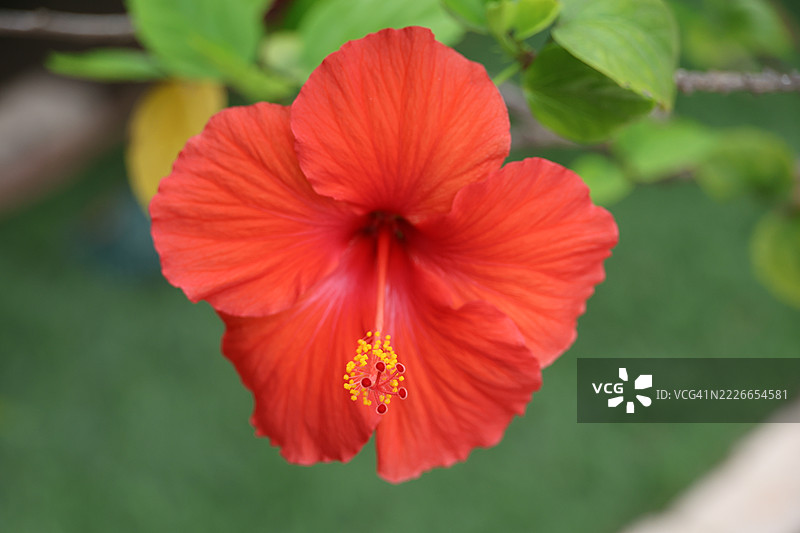 红色木槿图片素材