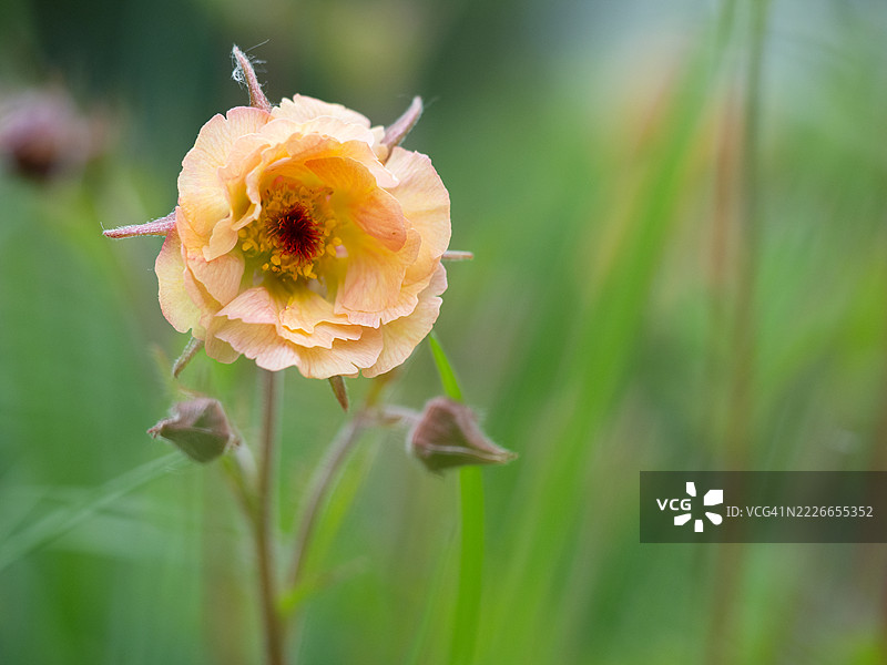 柔焦春季花园场景，盛开的橙色金盏花高高耸立在郁郁葱葱的绿叶之上，周围是模糊的花蕾和茎秆，营造出梦幻般的绘画氛围。图片素材