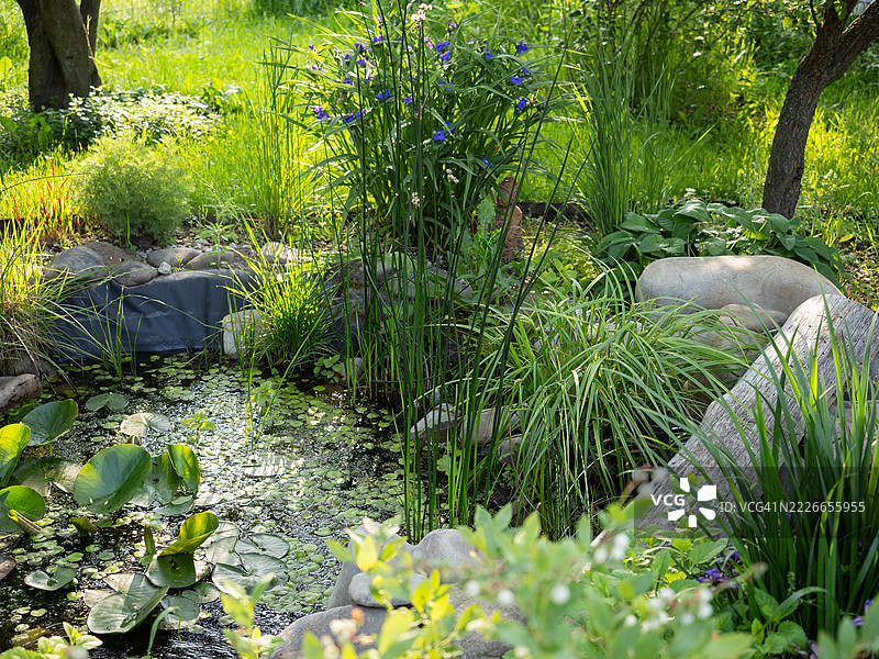 小花园池塘被郁郁葱葱的绿植环绕，盛开的蓝色紫露草花和水生植物，漂浮的浮萍和睡莲。宁静的夏日场景，自然的景观和水面上柔和的阳光倒影。图片素材