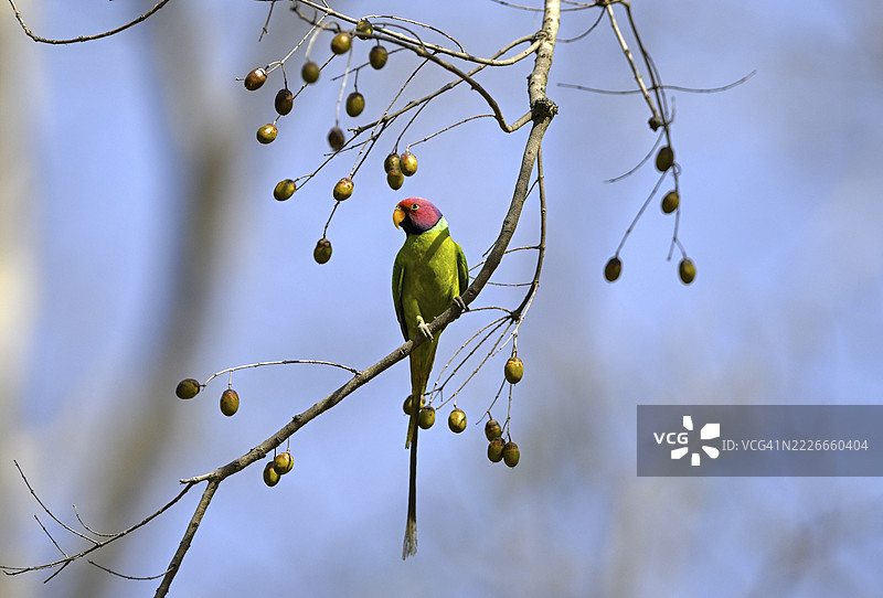 蓝头鹦鹉（Psittacula cyanocephala），位于印度乌塔拉坎德邦拉姆纳加尔附近的科尔贝特国家公园图片素材