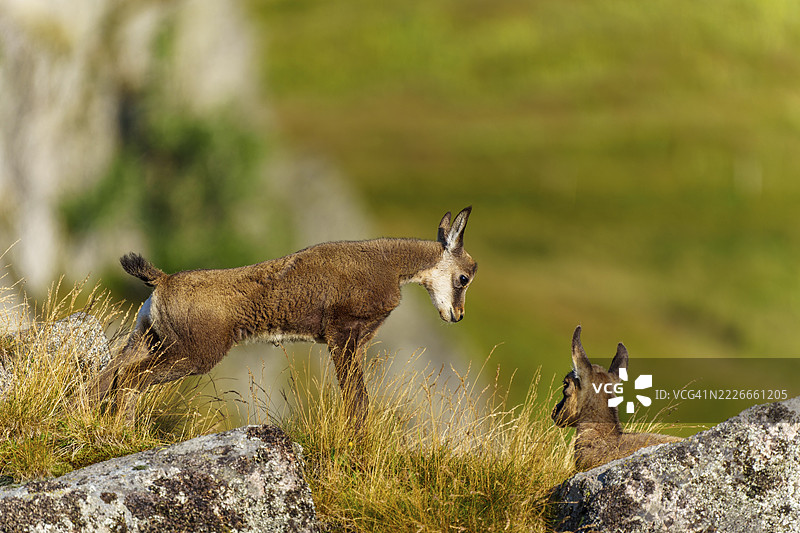 两只山羚在草坡顶相遇,山羚,山羚(Rupicapra rupicaprae),小鹿,野生动物,弗朗什-孔泰,法国图片素材