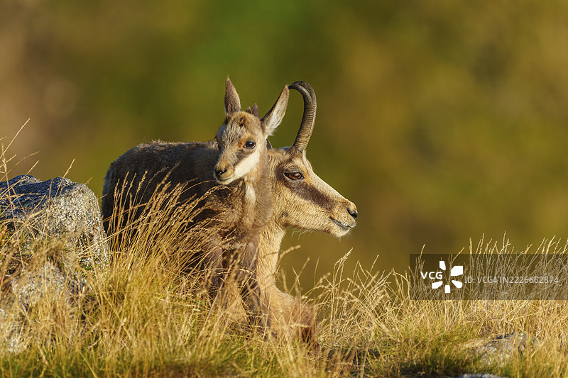 一对羚羊并肩坐着，望向远方，羚羊，羚羊，（Rupicapra rupicaprae），小鹿，野生动物，弗朗什-孔泰，法国图片素材