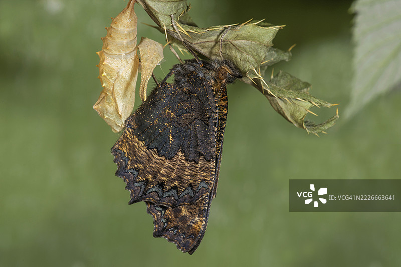 一只新孵化的小玳瑁蝶（Aglais urticae）悬挂在自然环境中巴登-符腾堡州的水生蓟叶上的茧上。图片素材