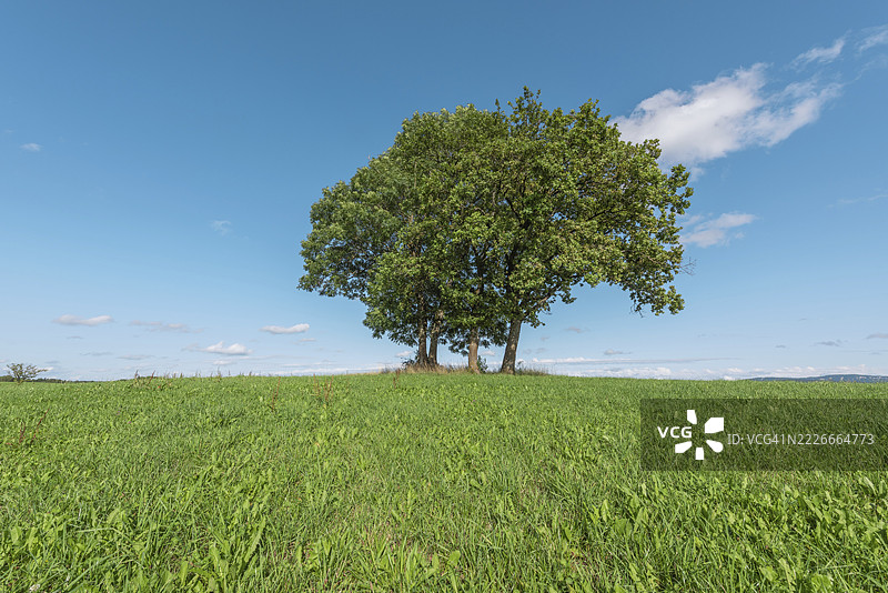在宁静的风景中，三棵成熟的树木从郁郁葱葱的绿色山丘中突起，沐浴在明亮的阳光下，映衬着湛蓝的天空。场景中弥漫着宁静的气息。香槟诺尔，法国图片素材