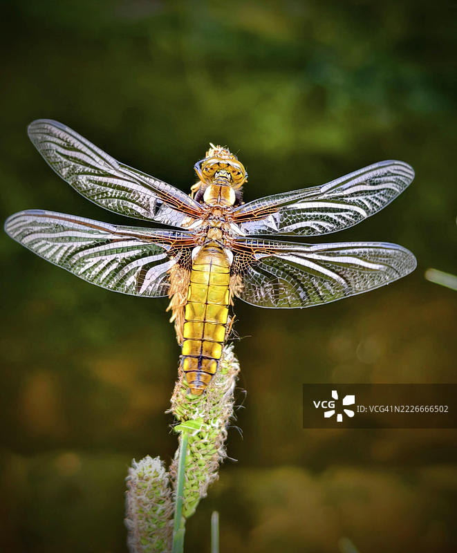 植物上的蜻蜓特写，宽体追蜓，维也纳地区，下奥地利，奥地利图片素材