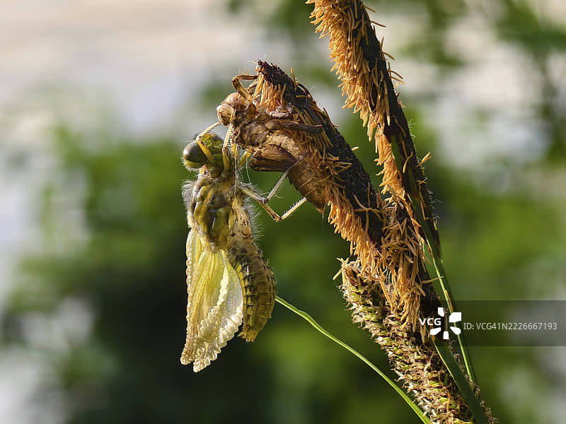 植物上的蜻蜓两个阶段，宽体追逐者，维也纳地区，下奥地利，奥地利图片素材