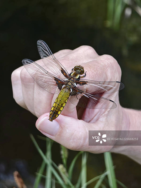 一只蜻蜓停在手上，背景为绿色，宽体追逐者，维也纳地区，下奥地利，奥地利图片素材