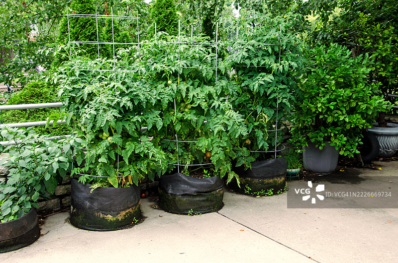 车道蔬菜园图片素材