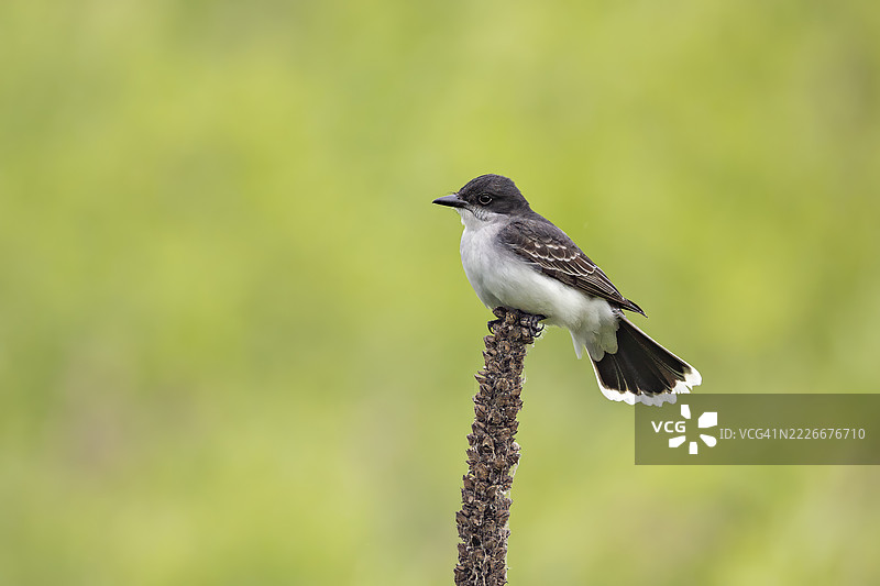 东部国王鸟图片素材