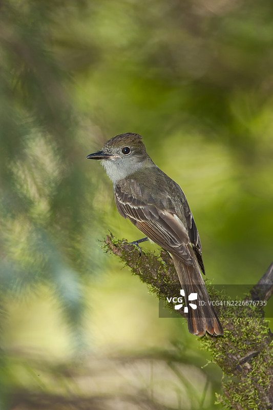 大冠飞鸣鸟图片素材