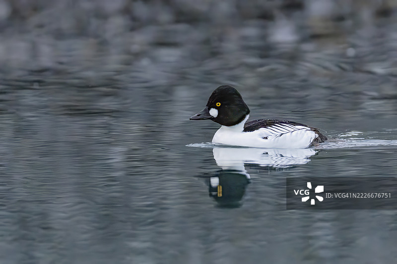 普通金眼鸭图片素材