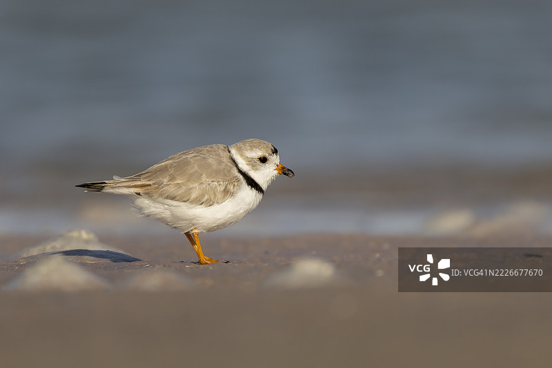 管嘴鸻图片素材