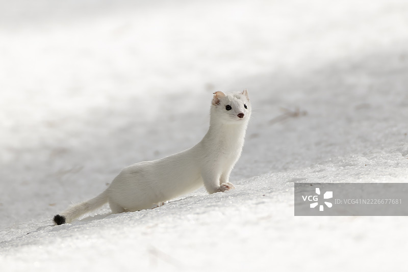 长尾鼬图片素材
