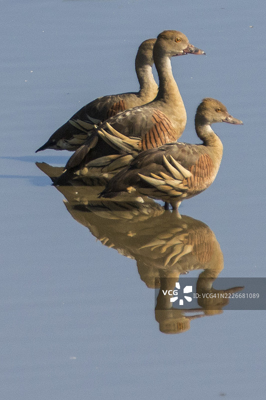 羽冠鸣鸭在水中漫步，倒影清晰可见图片素材