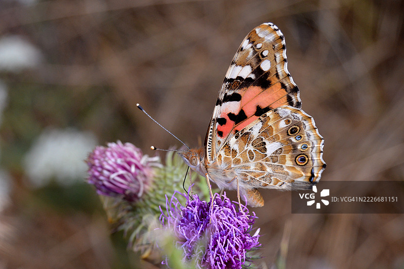 紫色花朵上的蝴蝶特写，波兰布罗尼谢维采图片素材