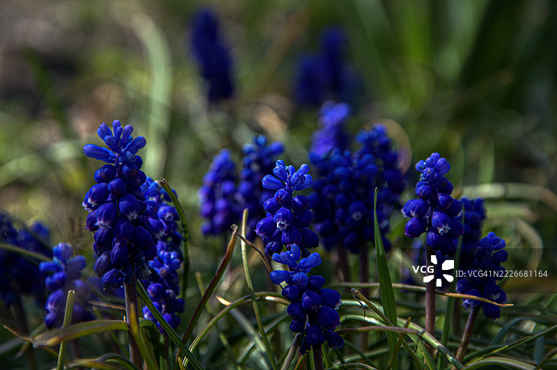 波兰紫色开花植物的特写图片素材