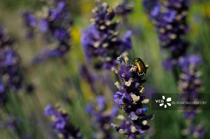 紫色花朵上的蜜蜂特写，波兰图片素材