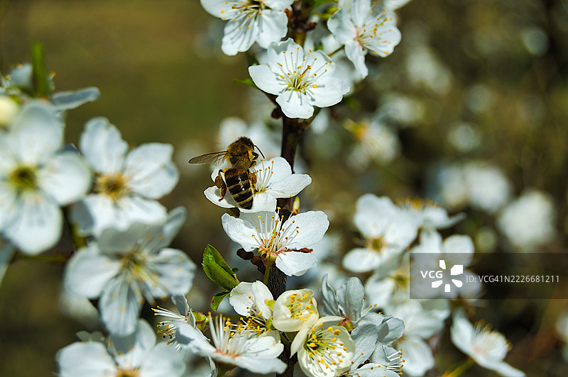 白花上的蜜蜂特写，波兰图片素材