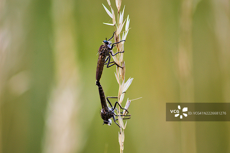 植物上的昆虫特写，波兰布罗尼谢维采图片素材